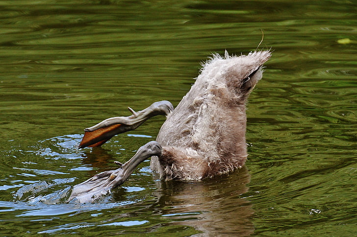 gray duck about to swim underwater
