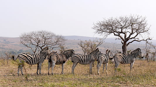 five white-and-black zebras standing on green grass