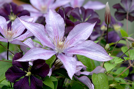 purple petaled flower selective focus photography