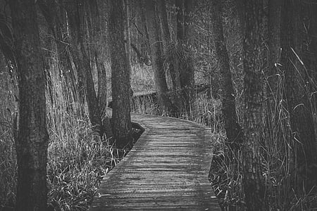 empty pathway between trees