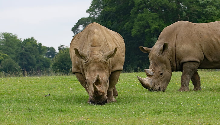 two rhinoceros on grass fields