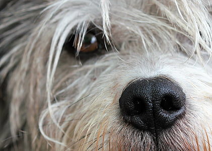long-coated white dog close-up photography