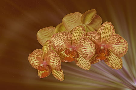brown moth orchid flower in closeup photography