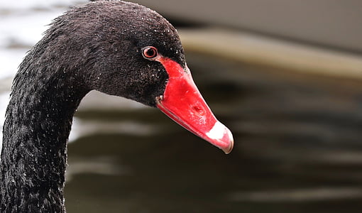 closeup photo of black swan