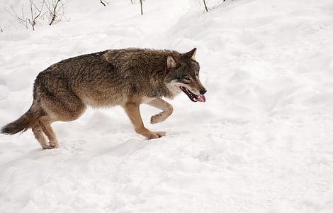 brown and black wolf walking on snow