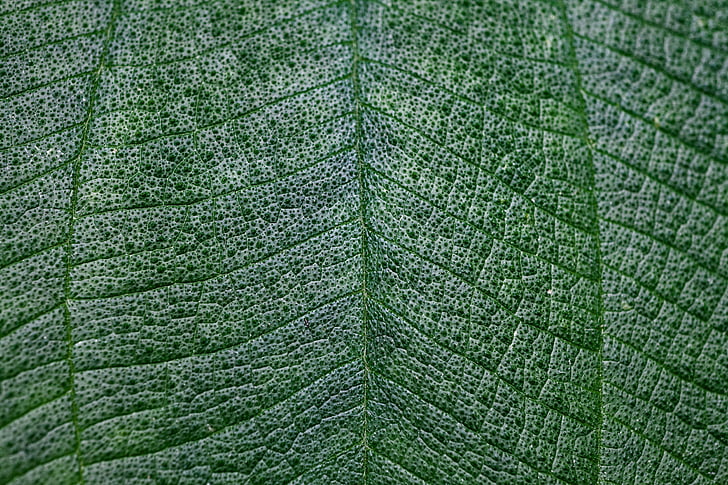 leaf, macro, green, texture, light, close-up