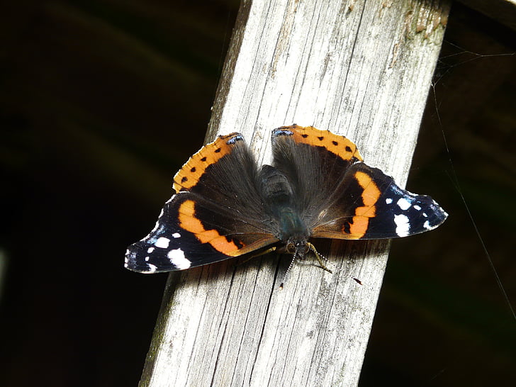 selective focus photography of black and white admiral butterfly