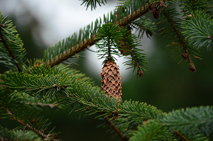 Royalty-Free photo: Focus photography of pine cone