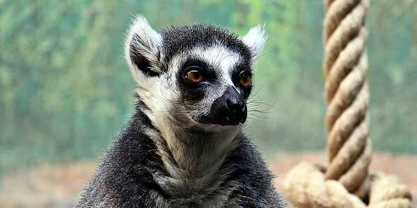 shallow focus photography of ring-tailed lemur