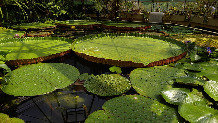 green waterlily pads
