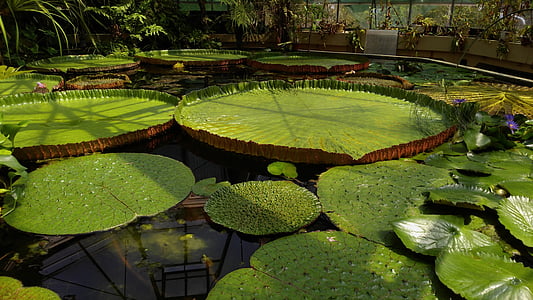 green waterlily pads