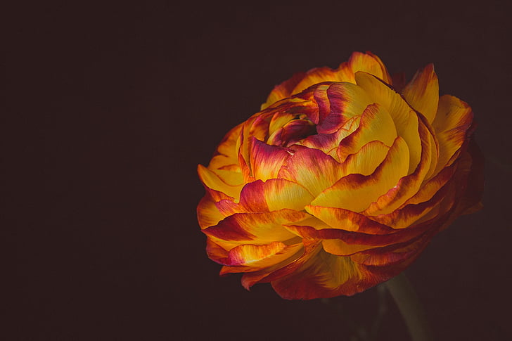 shallow focus photography of yellow and red ranunculus flower
