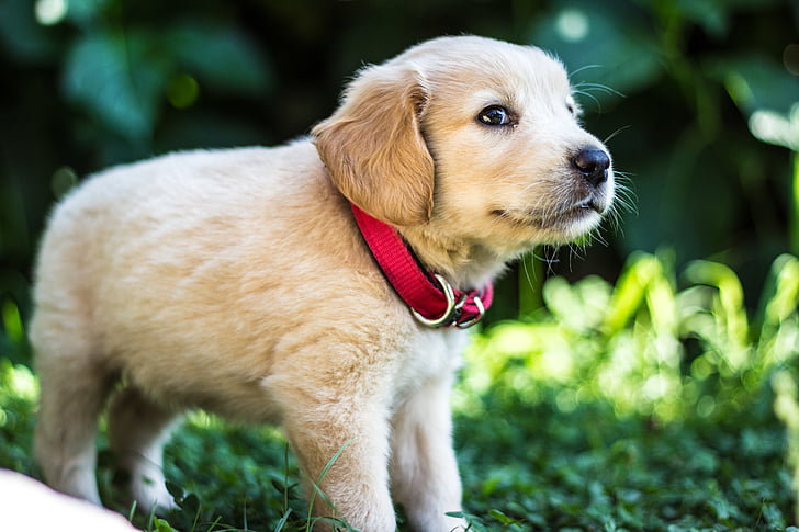 golden retriever puppy standing on green grass during daytime
