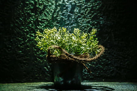green leaf plant in round gray bucket