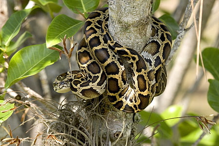 brown and black snake wrapped around tree branch