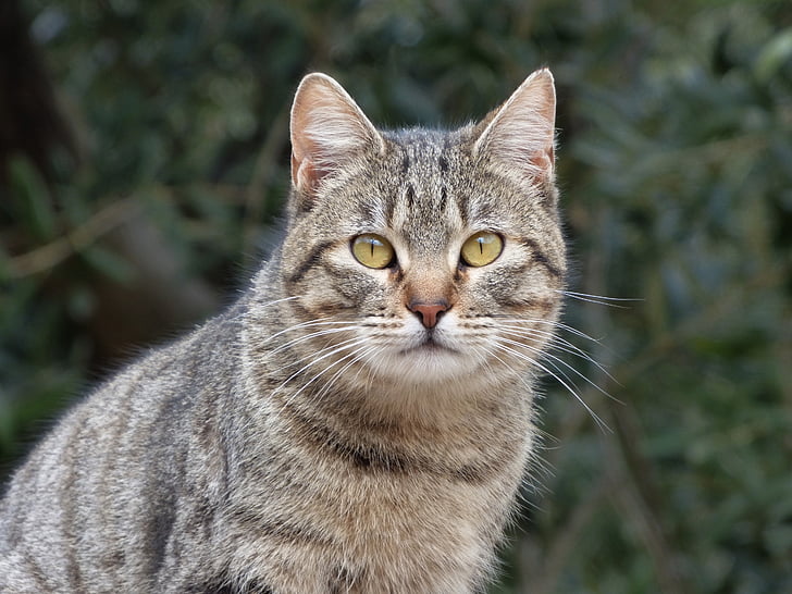 brown tabby cat photograph