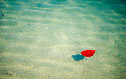 floating red leaf on clear body of water with
