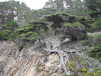 tree on rocky mountain
