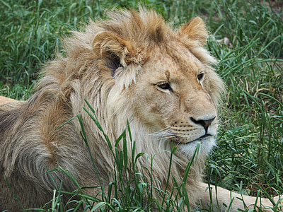 close-up photo of lion lying on grass