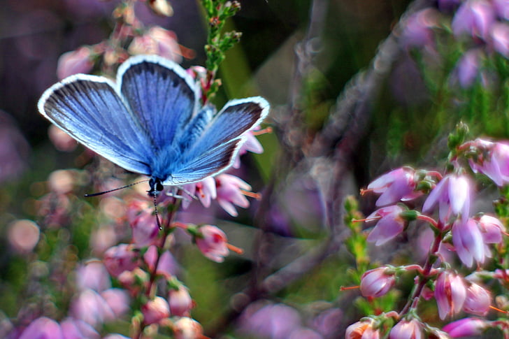 common blue butterfly perching on pink bleeding heart flower in close-up photo