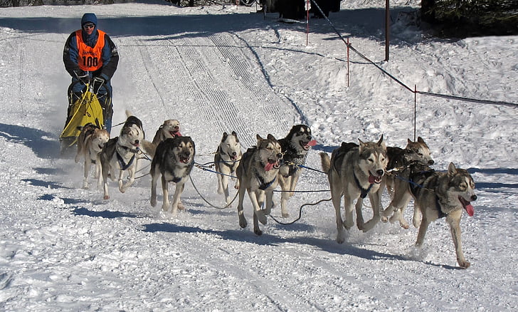 gray dogs running on snow path