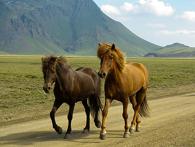 black and brown horses