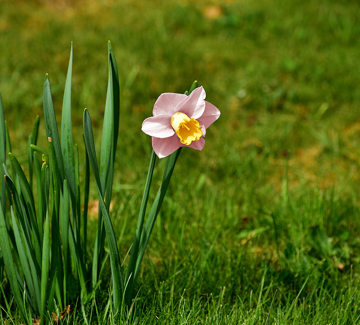 pink and yellow Narcissus flowers during daytime