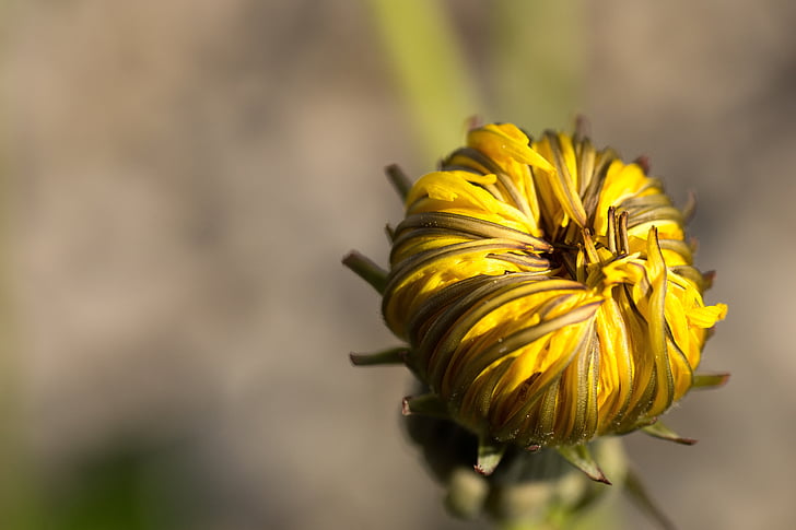 yellow chrysanthemum bud close up photo