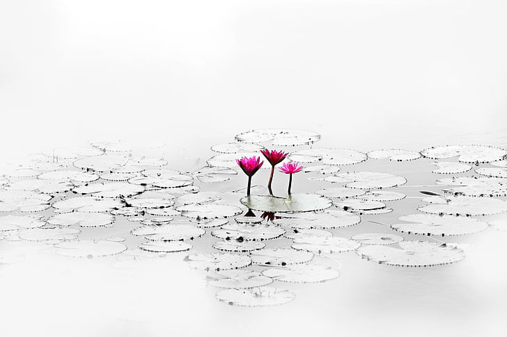 three pink flowers on water
