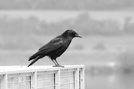 grayscale photography of crow