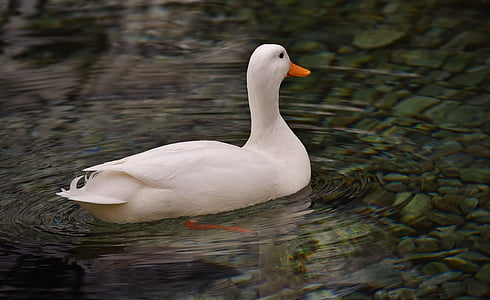 white duck in body of water