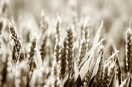 negative photography of wheat