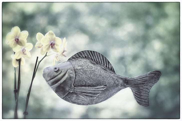 fish, metal fish, orchid, swim, flower, swimmer