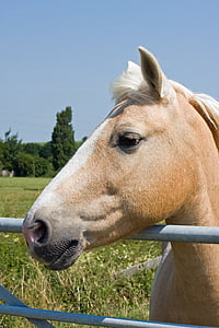 brown horse resting head on fence