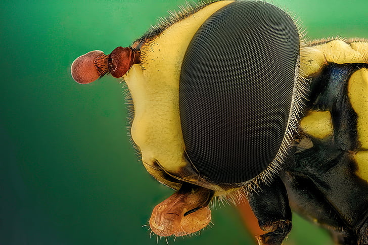 macro photography of yellow and black bee