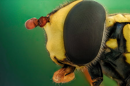 macro photography of yellow and black bee