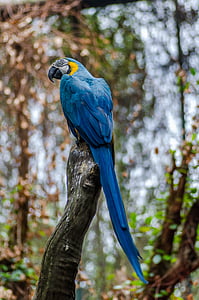 shallow focus photography of blue and gold macaw