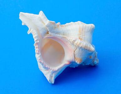 white conch shell