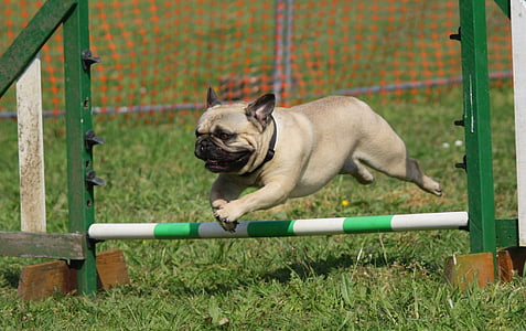 fawn pug jumping over obstacle