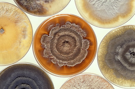 mold, growing, petri dishes, cultures, strains, phomopsis