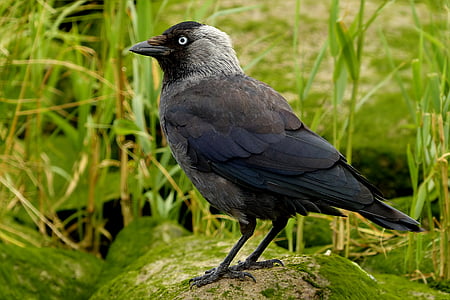 blue and gray bird during daytime