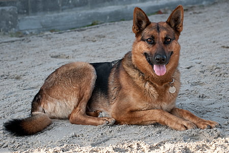 black and brown German shepherd dog lying on sand