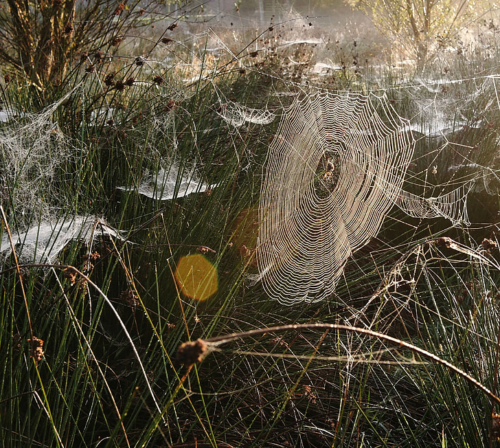 grass with spider webs