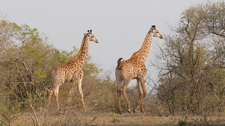 two giraffe in the middle of forest
