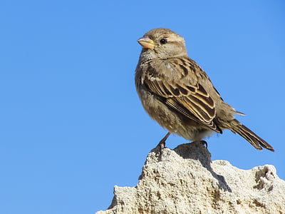 brown sparrow