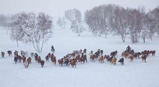 herd of horse running on winter
