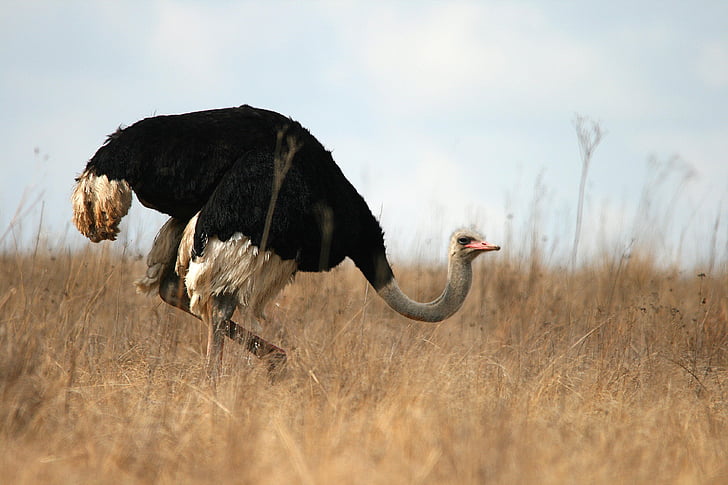 ostrich on dry land