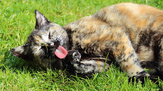 shallow focus photography of tortoiseshell cat laying on green grass