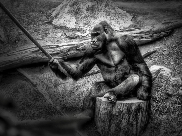 gorilla holding rope grayscale photography