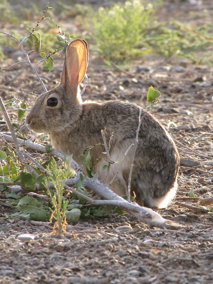 grey rabbit near tree branch